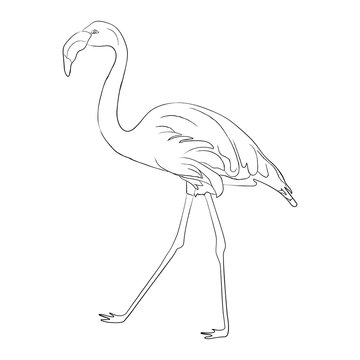 Hand drawn flamingo black outline sketch. Vector illustration