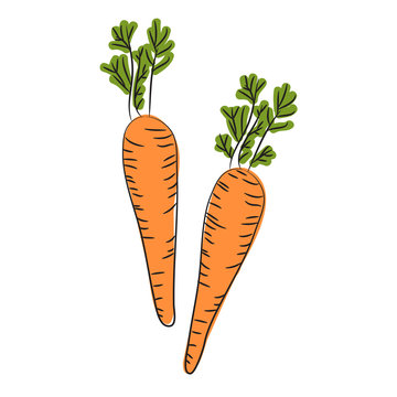 Farm carrot vegetable isolated sketch. Fresh carrot orange root with green leaves. Carrot plant icon for vegetarian food, organic farming themes design