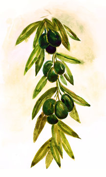 Olive Branch , Olives, Sketch