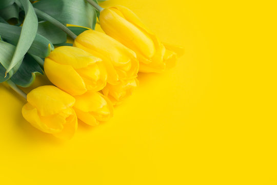 Fototapeta Bouquet of tulips in color background