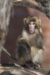 Cute Japanese macaque baby also known as the snow monkey