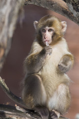 Obraz premium Cute Japanese macaque baby also known as the snow monkey