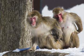 Naklejka premium Japanese macaque also known as the snow monkey