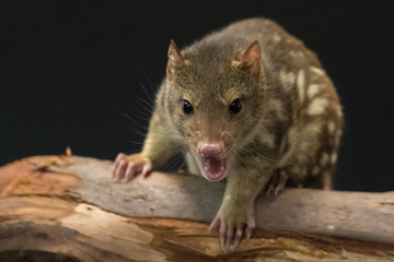 Sherlock ready for feed