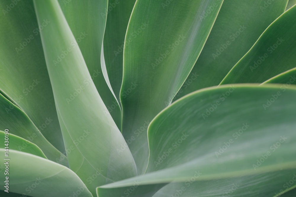 Wall mural Agave leaf texture background