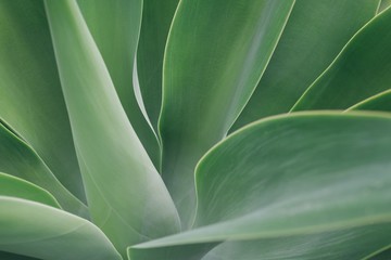 Obraz na płótnie Canvas Agave leaf texture background