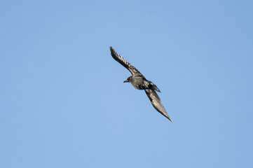 Obraz premium American Crow lit by sun