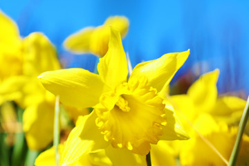 Narcissuses