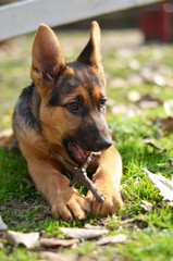Perro cachorro