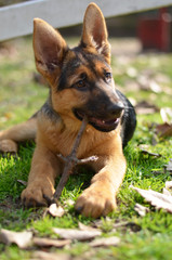 Cachorro ovejero aleman
