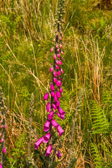 Common Foxglove or Digitalis purpurea