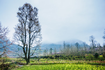 Obraz premium The colorful countryside scenery in the mist 