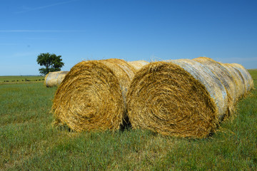 Round straw/hay bales in agriculture field.