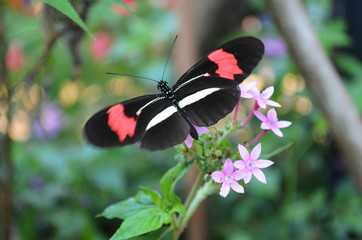 Fototapeta premium Mariposa