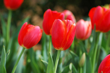 close up on red tulip blooming in spring