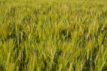 scenic views of the hills of Siena in Tuscany Italy, in spring