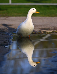 Fototapeta premium Duck