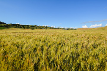 scenic views of the hills of Siena in Tuscany Italy, in spring