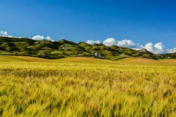 Fototapeta premium scenic views of the hills of Siena in Tuscany Italy, in spring
