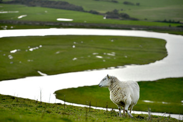 sheep - 141432358