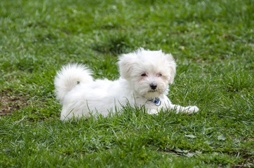 Maltese puppy - Maltese dog breed