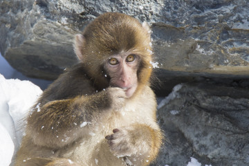 Cute Japanese macaque baby also known as the snow monkey