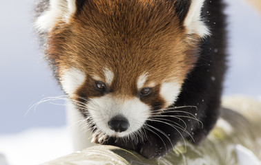 Cute red panda portrait