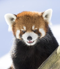 Cute red panda portrait