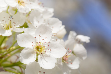 Macro of Early Spring Tree Blossoms with Narrow Depth of Field.