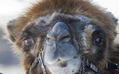 bactrian camel portrait