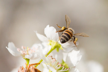 Honeybee Harvesting Pollen From Blossoming Tree Buds.