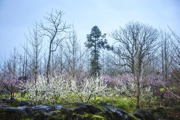 The colorful countryside scenery in the mist
