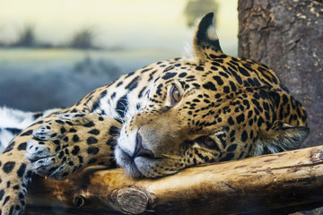 jaguar portrait