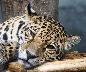 jaguar portrait