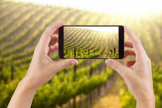 Female Hands Holding Smart Phone Displaying Photo of Grape Vineyard Behind.