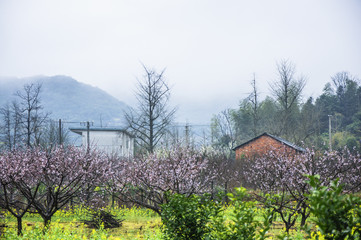 Fototapeta na wymiar The colorful countryside scenery in the mist