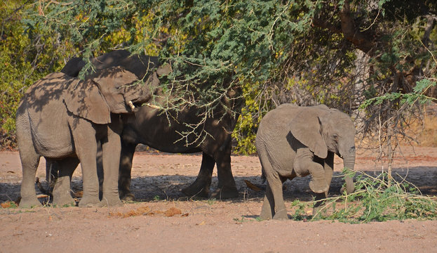 Desert elephants are not a distinct species of elephant but are African bush elephants (Loxodonta africana) that have made their homes in the Namib and Sahara deserts