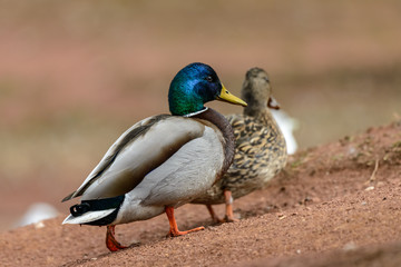 Couple Mallard Ducks (Anas platyrhynchos)