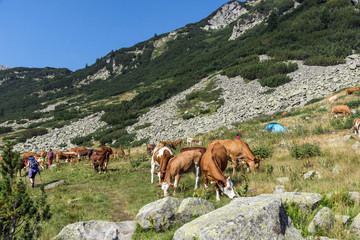 Cows grazing on a green meadow, Pirin Mountain, Bulgaria