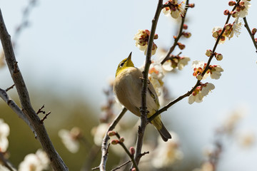 メジロと梅の花