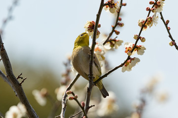 メジロと梅の花