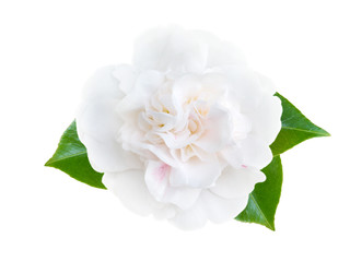 White camellia flower