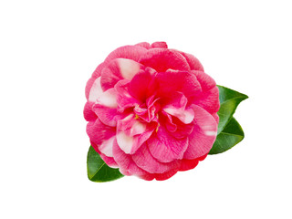 White and pink bicolor camellia flower