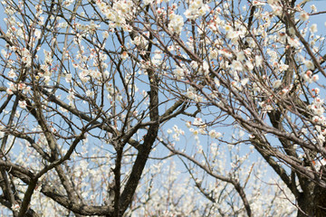 青空と満開の梅