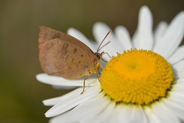 Butterfly on the white flower