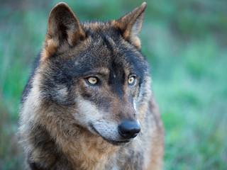 Iberian wolf portrait (Canis lupus signatus)