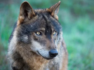Crédence de cuisine en verre imprimé Loup Portrait de loup ibérique (Canis lupus signatus)