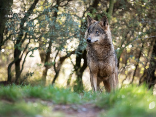 Female iberian wolf (Canis lupus signatus) in a nice forest - 141437319