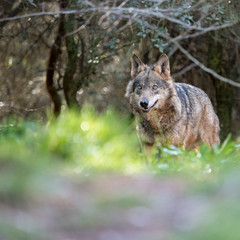 Female iberian wolf (Canis lupus signatus) in a nice forest