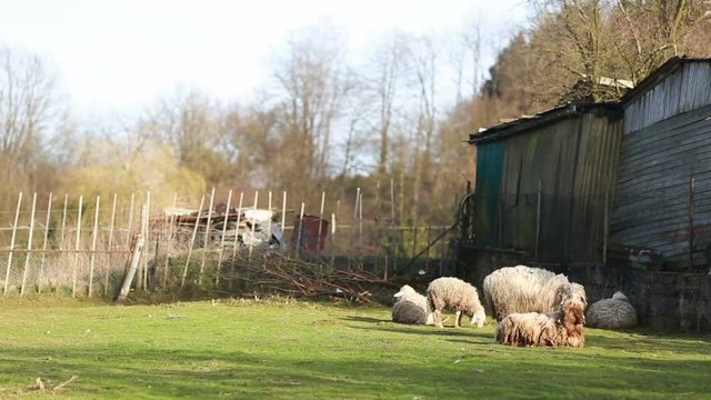 white sheeps on the farm